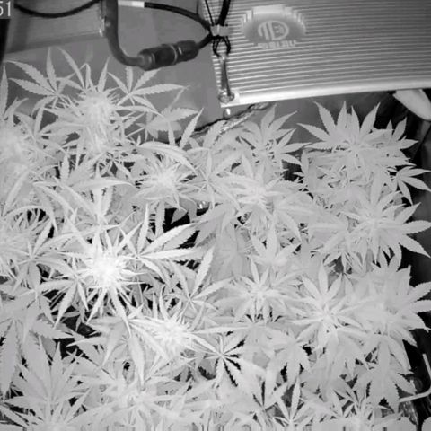 Auto Purple Kush growlog photo: Morning cam showing a bit of denseness 