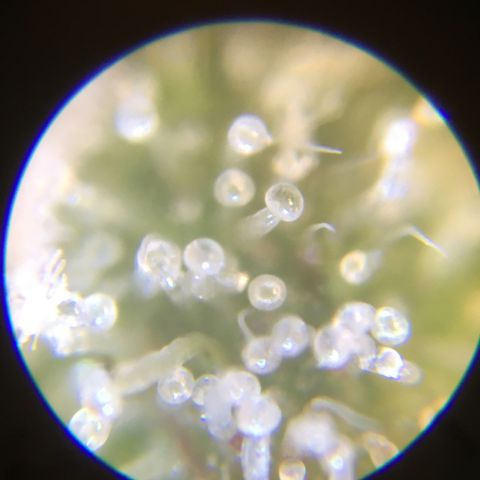 Auto Purple Kush growlog photo: Trich check old microscope 