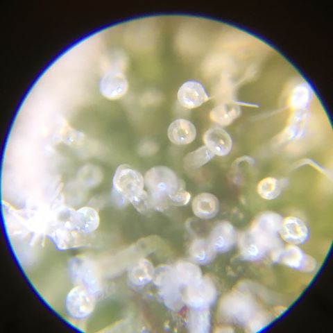 Auto Purple Kush growlog photo: Trich check old microscope 
