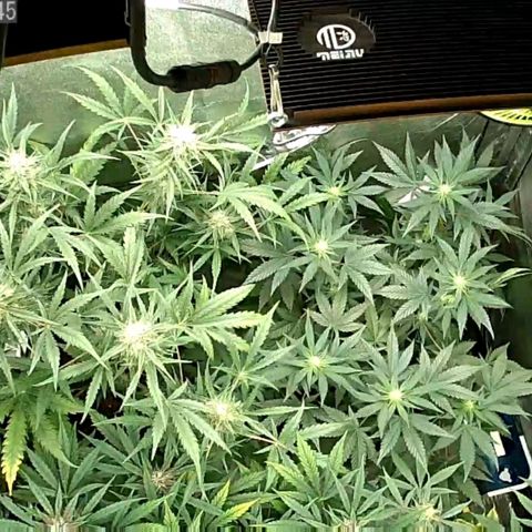 Auto Purple Kush growlog timeline photo