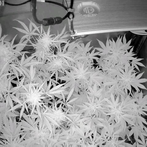 Auto Purple Kush growlog timeline photo