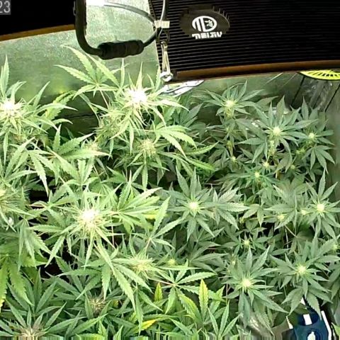 Auto Purple Kush growlog photo: Cam pic after water and Pie #2  training 
