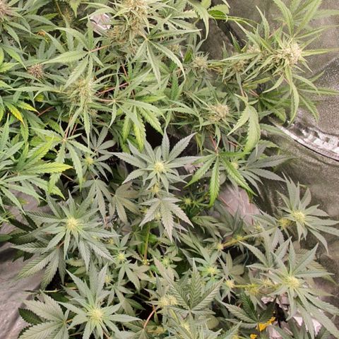 Auto Purple Kush growlog timeline photo