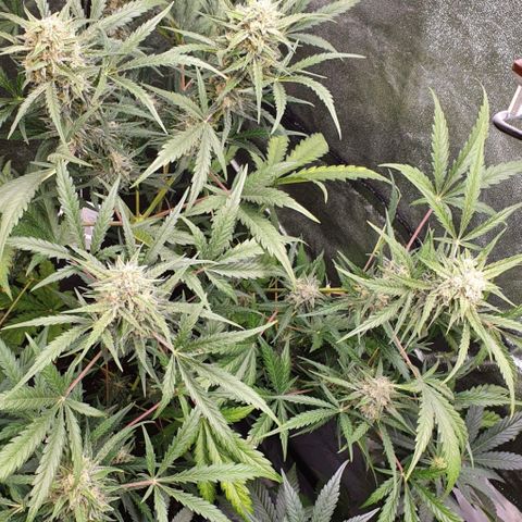 Auto Purple Kush growlog timeline photo