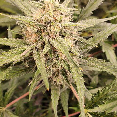Auto Purple Kush growlog timeline photo
