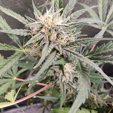 Auto Purple Kush growlog timeline photo