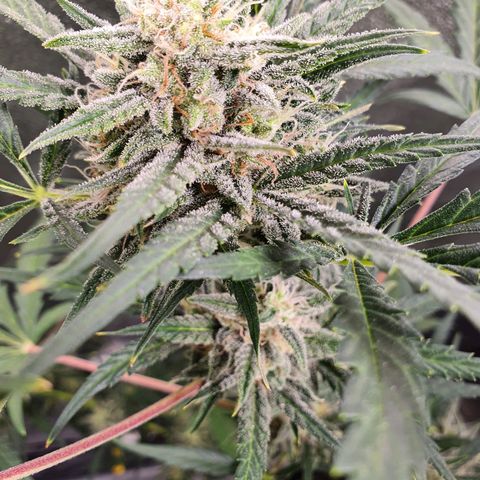 Auto Purple Kush growlog timeline photo