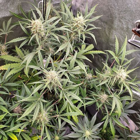 Auto Purple Kush growlog timeline photo