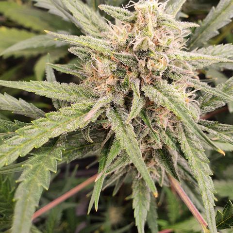 Auto Purple Kush growlog timeline photo