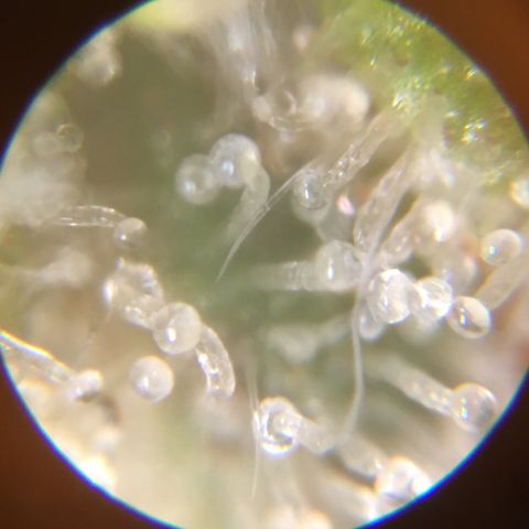Auto Purple Kush growlog photo: Purple trich check 