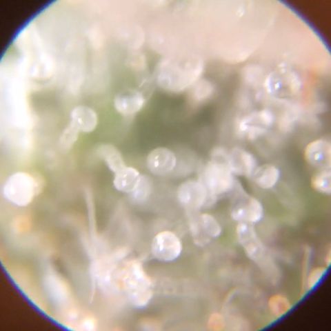 Auto Purple Kush growlog photo: Trich check 