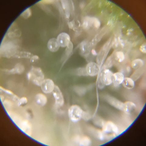 Auto Purple Kush growlog photo: Trich check 