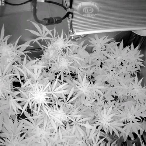 Auto Purple Kush growlog photo: Morning cam