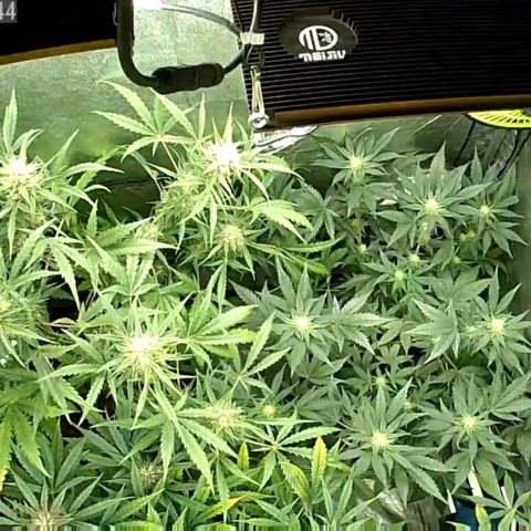 Auto Purple Kush growlog photo: Lights on cam 