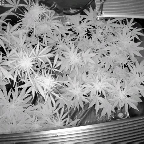 Auto Purple Kush growlog timeline photo