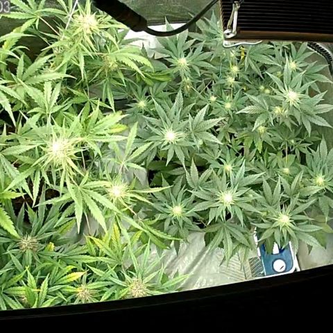 Auto Purple Kush growlog timeline photo