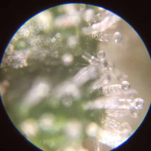 Auto Purple Kush growlog photo: Truck check, still very much clear! 
