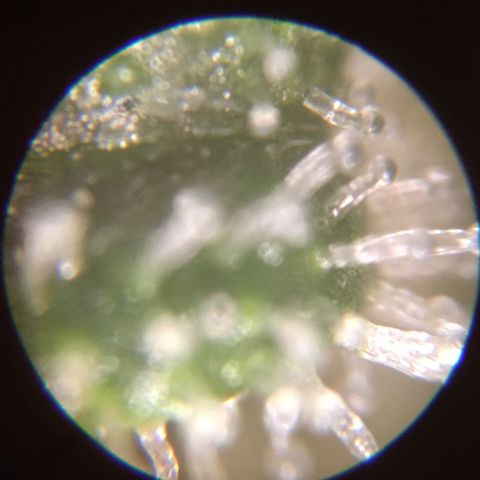 Auto Purple Kush growlog photo: Truck check, still very much clear! 