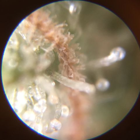 Auto Purple Kush growlog photo: Truck check, still very much clear! 