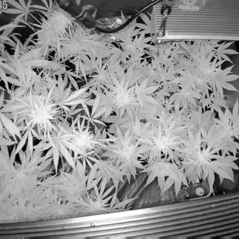 Auto Purple Kush growlog photo: Morning cam