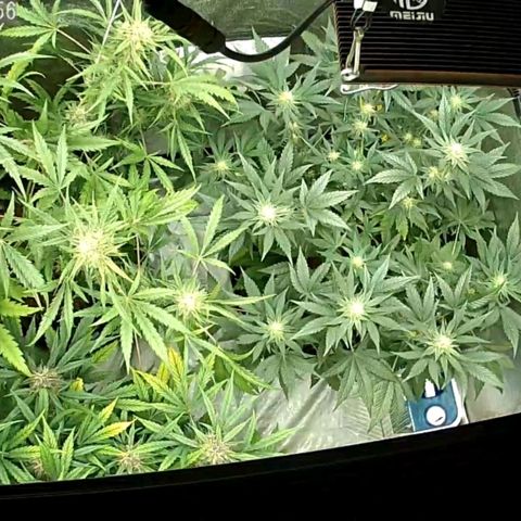 Auto Purple Kush growlog photo: Evening cam photo 