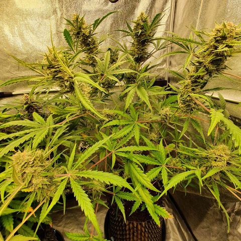Auto Purple Kush growlog timeline photo