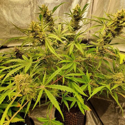 Auto Purple Kush growlog timeline photo