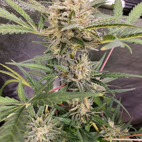 Auto Purple Kush growlog timeline photo
