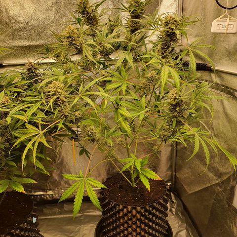 Auto Purple Kush growlog timeline photo