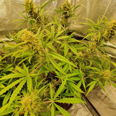 Auto Purple Kush growlog timeline photo