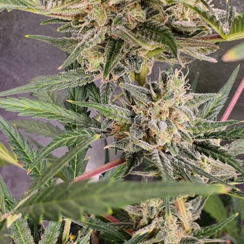 Auto Purple Kush growlog timeline photo