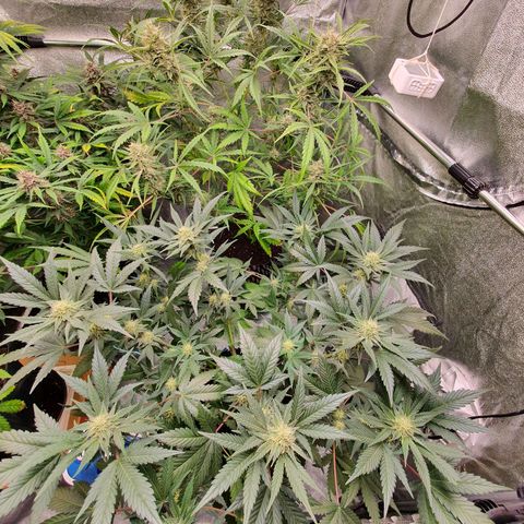 Auto Purple Kush growlog timeline photo