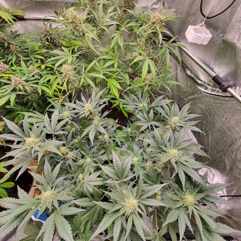 Auto Purple Kush growlog timeline photo