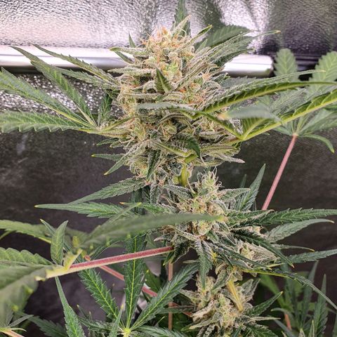 Auto Purple Kush growlog timeline photo