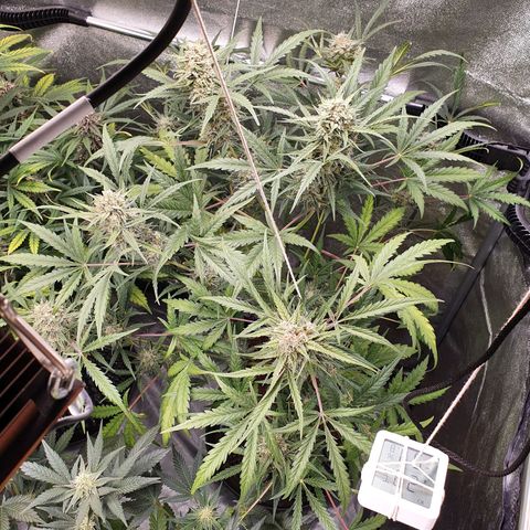 Auto Purple Kush growlog timeline photo