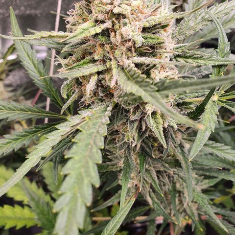 Auto Purple Kush growlog timeline photo