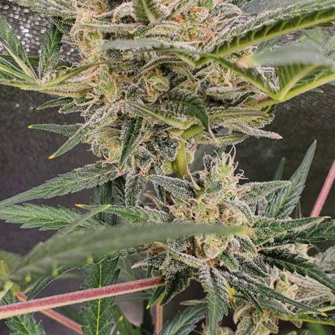 Auto Purple Kush growlog timeline photo