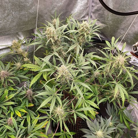 Auto Purple Kush growlog timeline photo