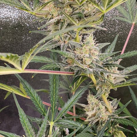 Auto Purple Kush growlog timeline photo