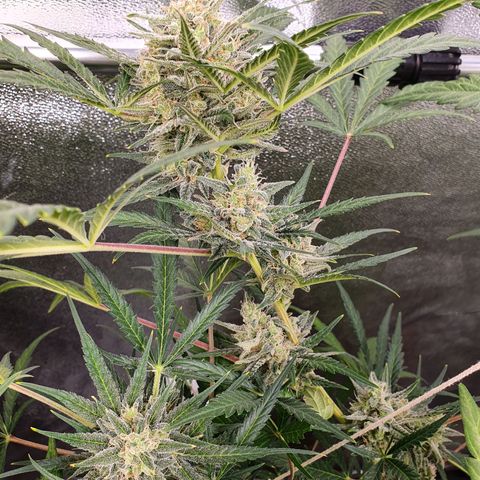 Auto Purple Kush growlog timeline photo