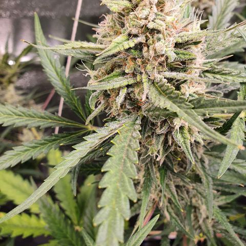 Auto Purple Kush growlog timeline photo