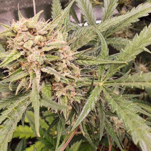 Auto Purple Kush growlog timeline photo