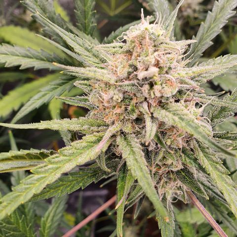 Auto Purple Kush growlog timeline photo