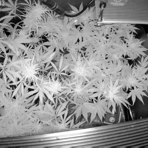 Auto Purple Kush growlog photo: Morning cam
