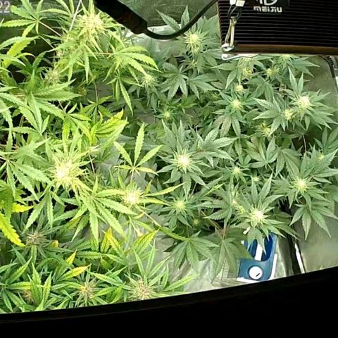 Auto Purple Kush growlog photo: Wake up cam pic 