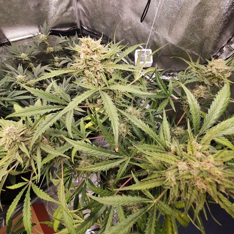Auto Purple Kush growlog timeline photo