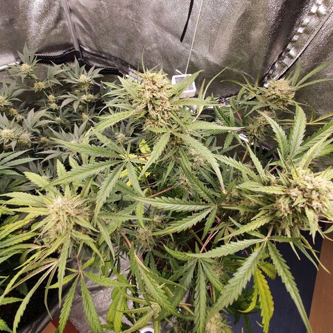 Auto Purple Kush growlog timeline photo