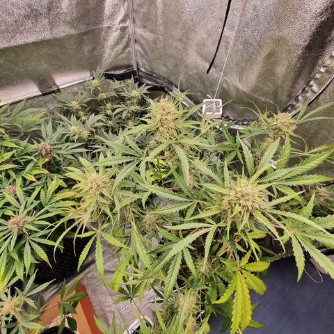 Auto Purple Kush growlog timeline photo