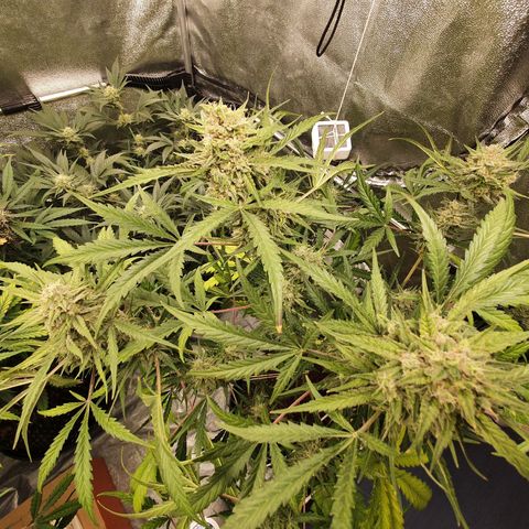 Auto Purple Kush growlog timeline photo