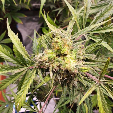 Auto Purple Kush growlog timeline photo